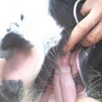 Tongue Damage